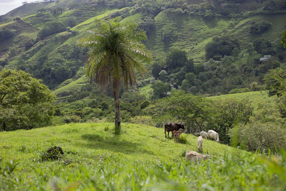 Native reforestation